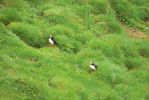 PICTURES/PUFFINS - Helmaey Island/t_PUFF (29).JPG